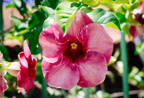 pink hibiscus flower