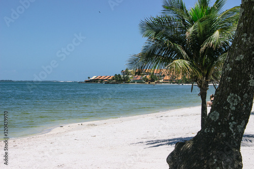 tropical beach with palm trees