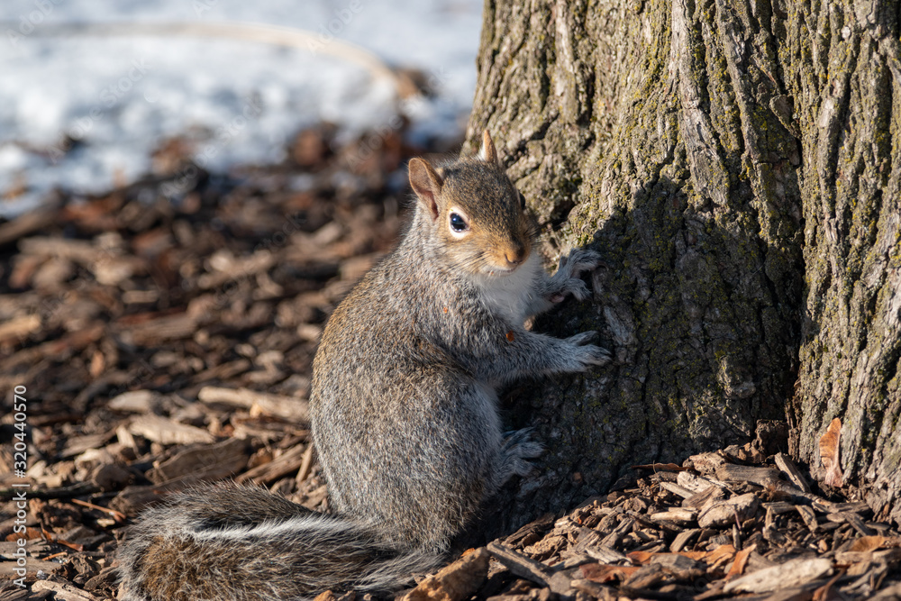 Squirrel Squirrel