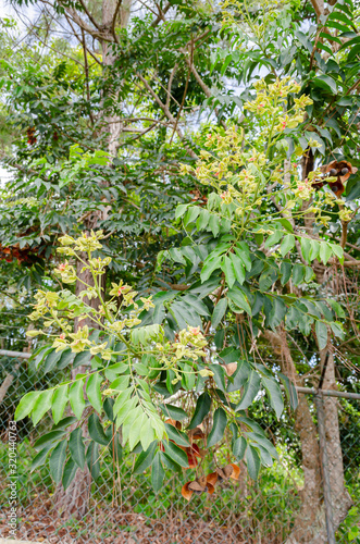 Blossoms Of Majidea Zanguebarica Tree photo