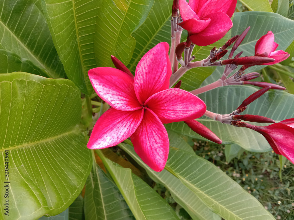 Obraz premium Frangipani flowers (Plumeria flowers) blooming on green leaves background closeup. Very beautifully in the garden.