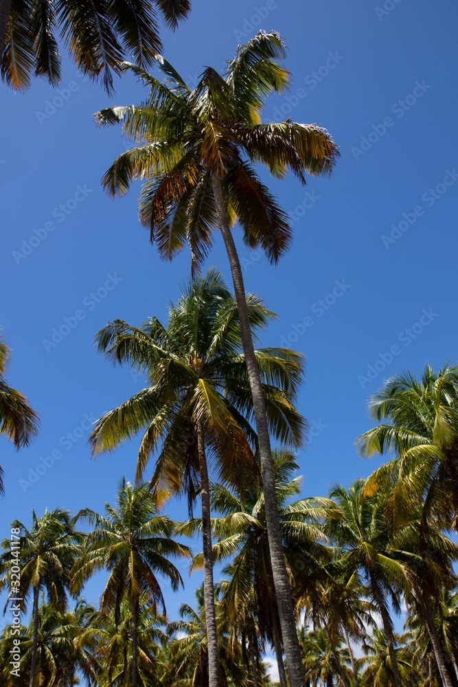 Porto de Pedras / Alagoas / Brazil. December, 1, 2019. Praia do Patacho on the north coast of the state of Alagoas, in northeastern Brazil. The place is known for its vast coconut groves, strips of wh