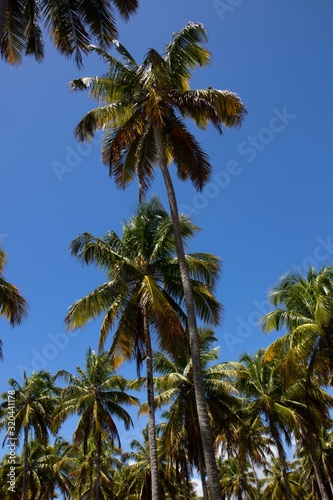 Porto de Pedras / Alagoas / Brazil. December, 1, 2019. Praia do Patacho on the north coast of the state of Alagoas, in northeastern Brazil. The place is known for its vast coconut groves, strips of wh © Xaxas