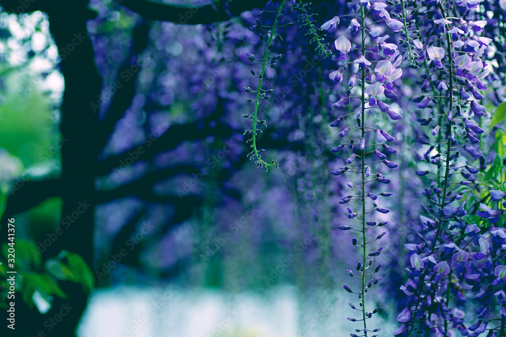 Obraz premium 藤の花