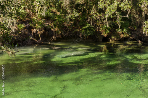 manatees gathered  in blue spring state park one is isolated