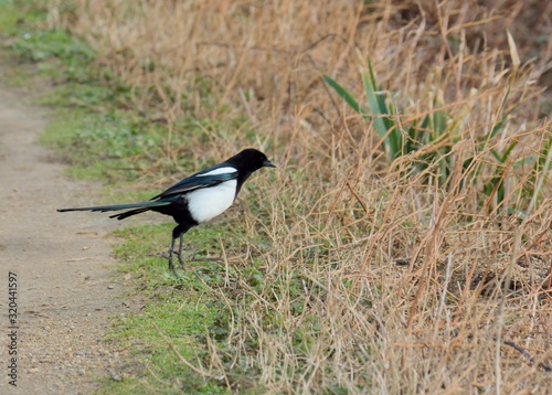 Magpie in a field on the morning © aquaphoto