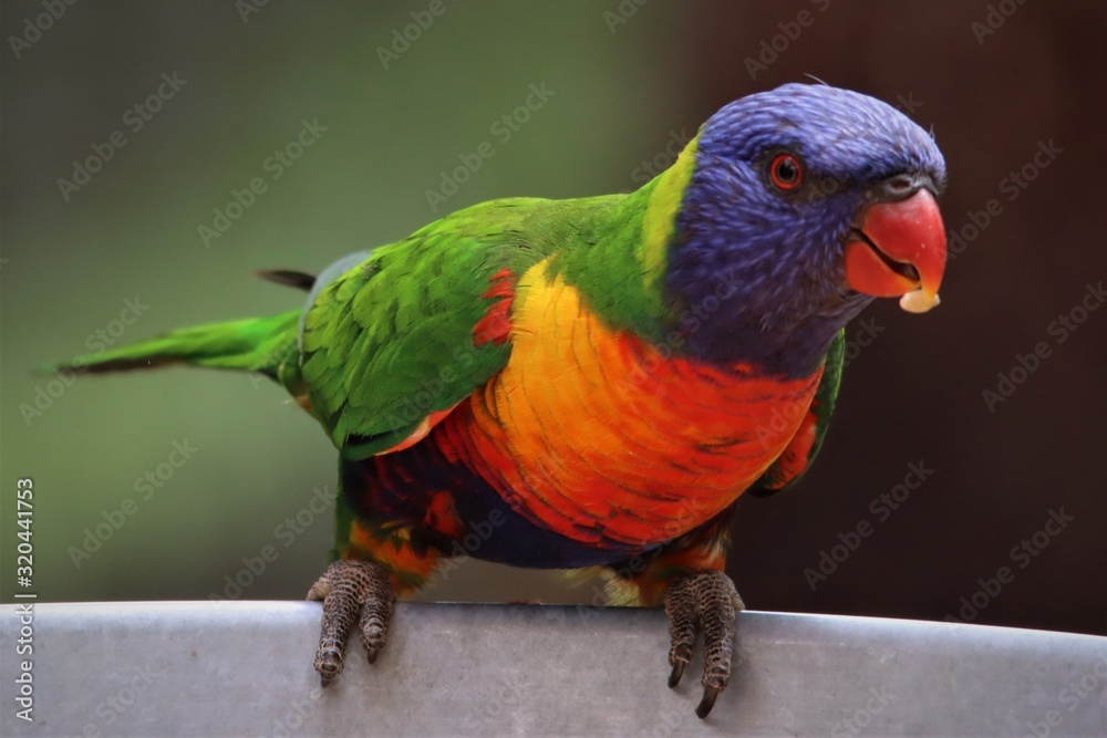 Rainbow lorikeet feeding Rainbow lorikeet feeding
