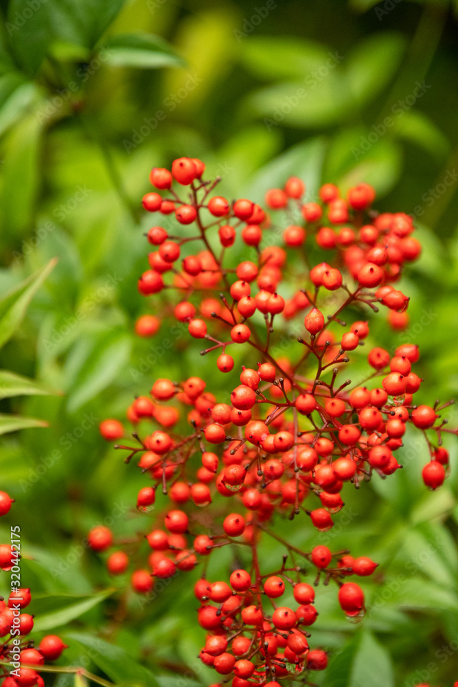 A closeup of the sacred bamboo's berries in the garden. Victoria BC Canada A closeup of the sacred bamboo's berries in the garden. Victoria BC Canada