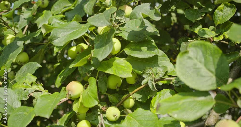 Branches with lots of ripening green apples in the garden in the rays of the evening sun. Branches with lots of ripening green apples in the garden in the rays of the evening sun.