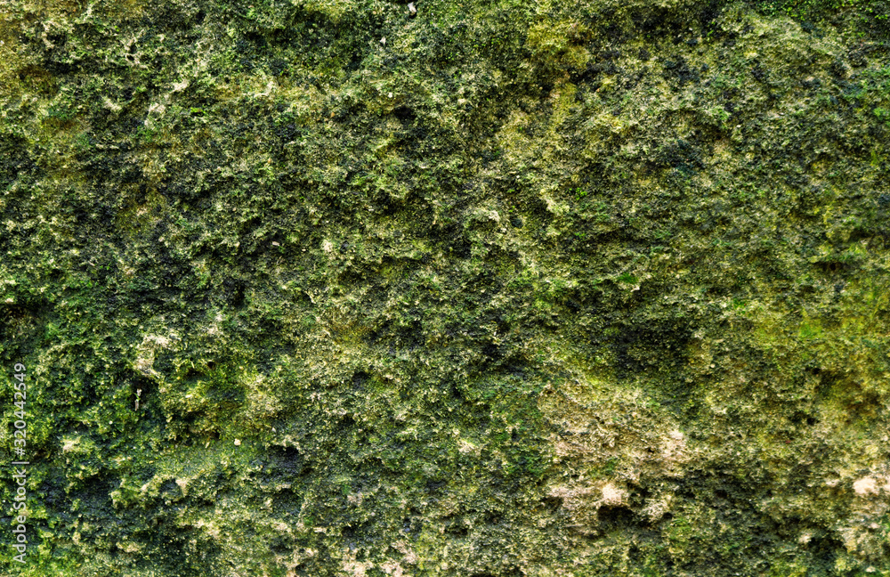 green moss on a stone wall - rough texture for a background