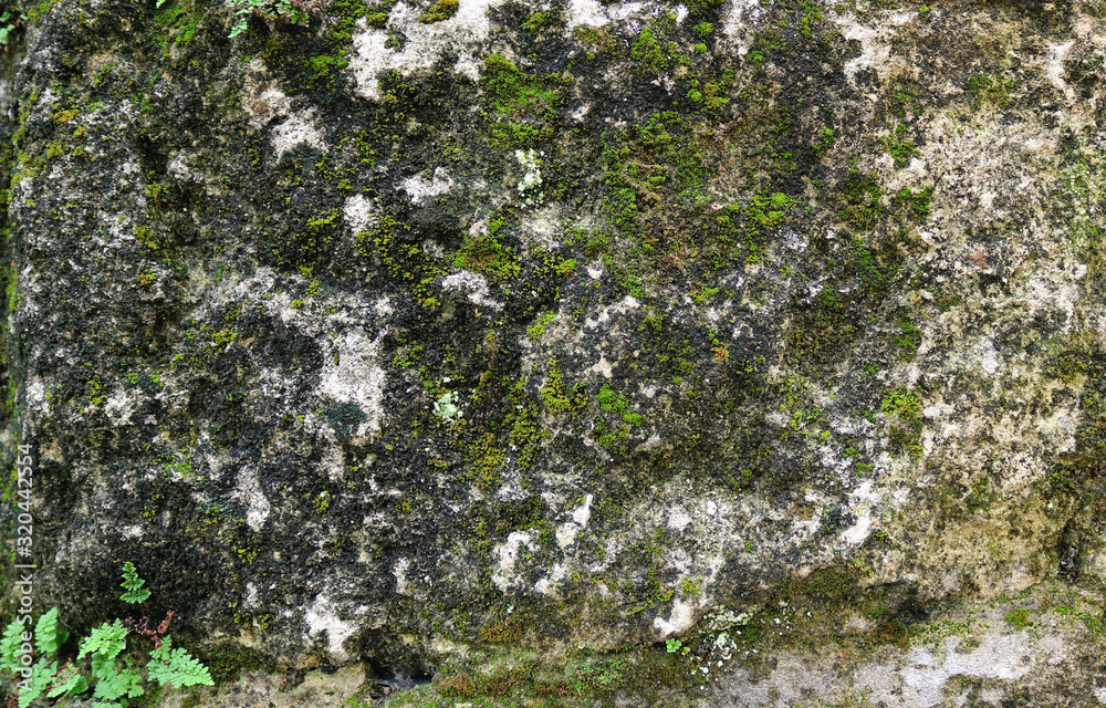 green moss on a gray stone wall - rough texture for a background green moss on a gray stone wall - rough texture for a background