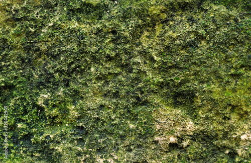 green moss on a stone wall - rough texture for a background © Domingo
