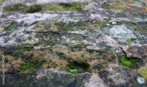 ancient rock of a wall with green moss and lichen - closeup rough stone texture backgroud in perspective
