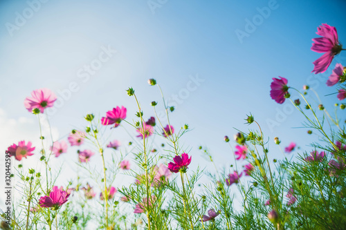 Fototapeta Naklejka Na Ścianę i Meble -  Field of cosmos flower with sky. Cosmos flower blossom in garden. landscape of cosmos flower garden.