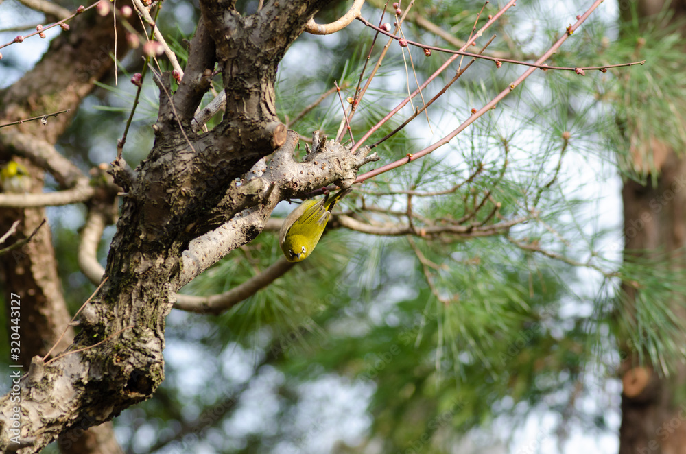 逆立ちしたメジロと松の木
