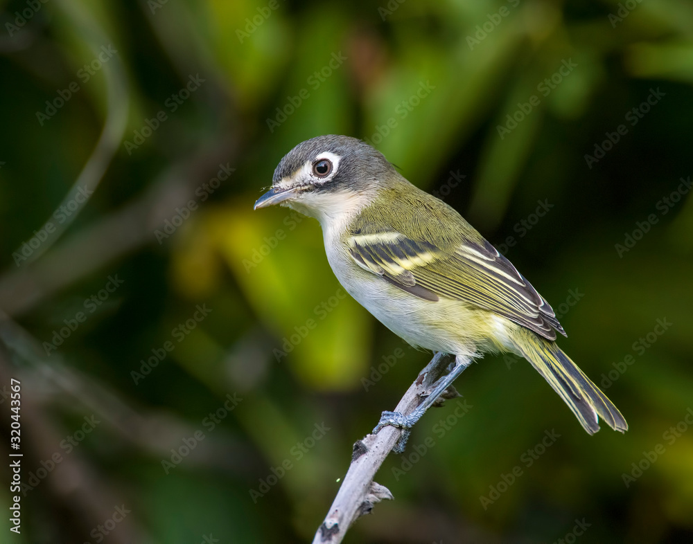 Naklejka premium Black-capped Vireo