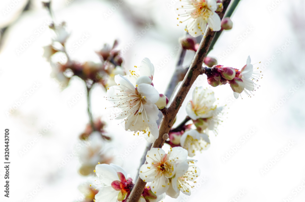 Obraz premium 白い梅の花