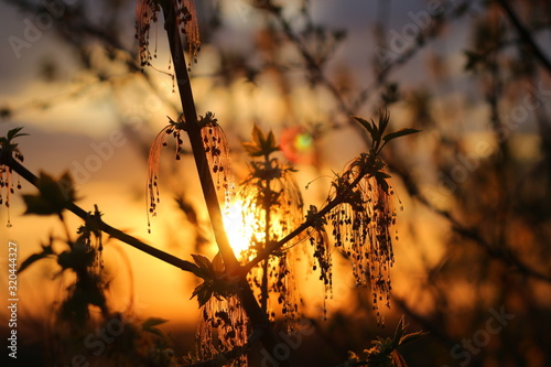 Branches of young Box elder maple on the background of a beautiful sunset in April © PhotoChur