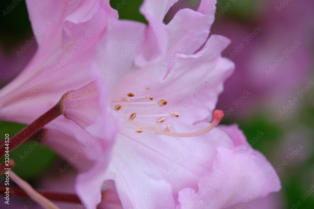 Close-up of pink color mayflower with golden pestles.