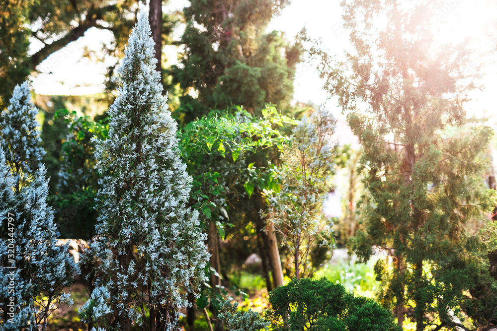 Natural photos of pine trees and sunset light Natural photos of pine trees and sunset light