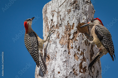 Pair Of West Indian Woodpecker - Melanerpes superciliaris Searching For Food