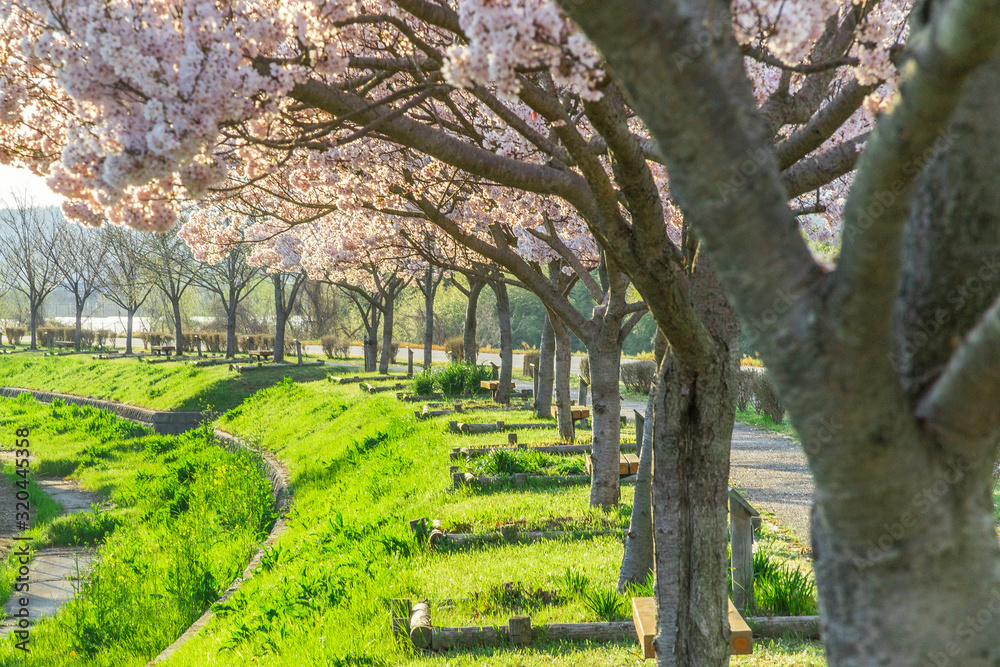 今年も桜の季節がやってきましたよ！