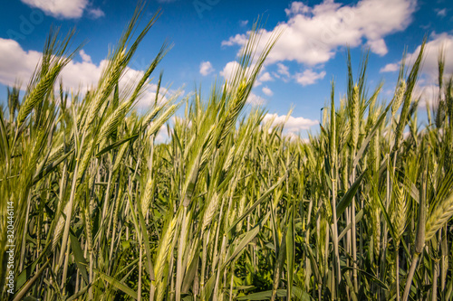 Wheat Spices Brushed By The Wind