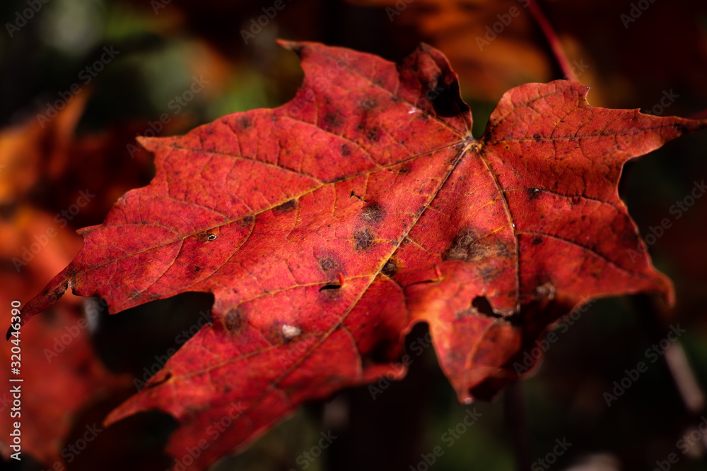 Fototapeta premium Maple Leaf