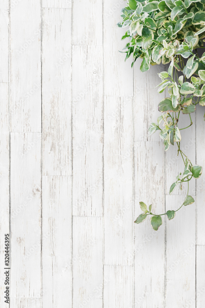 白い背景板と観葉植物 縦 Stock Photo Adobe Stock