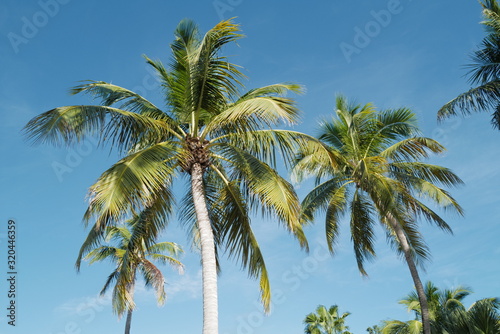 Florida Palm Trees © george