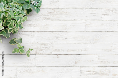 白い背景板と観葉植物・横 © mapo