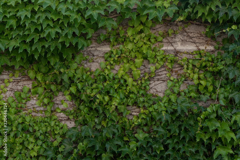 green ivy carpet on a brick old wall green ivy carpet on a brick old wall