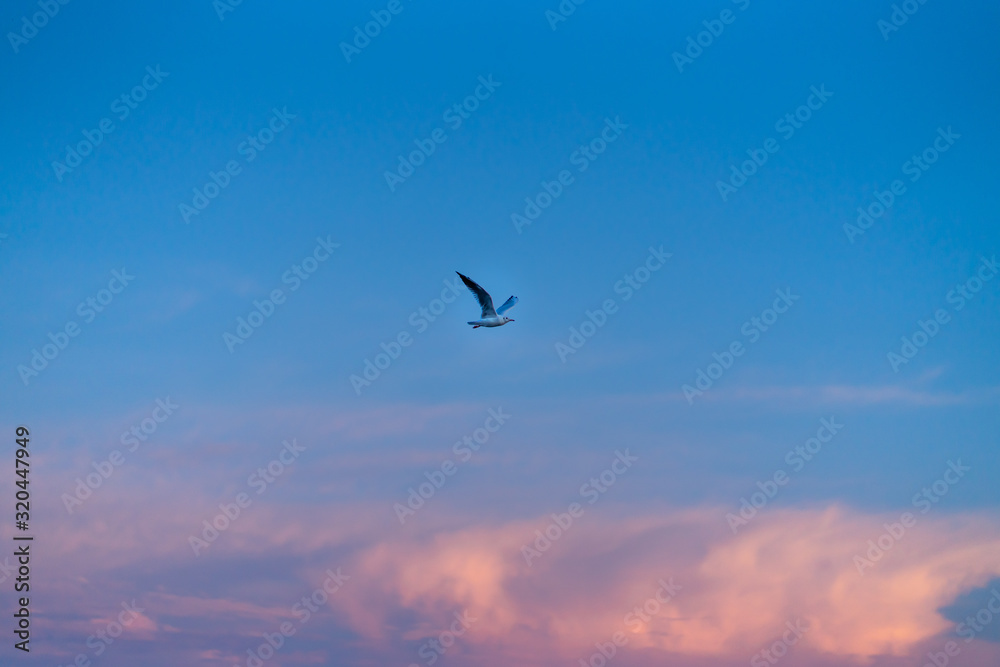 seagull in the sky