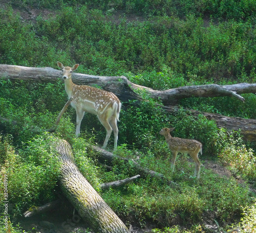 Fallow deer fawn following mother in the forest