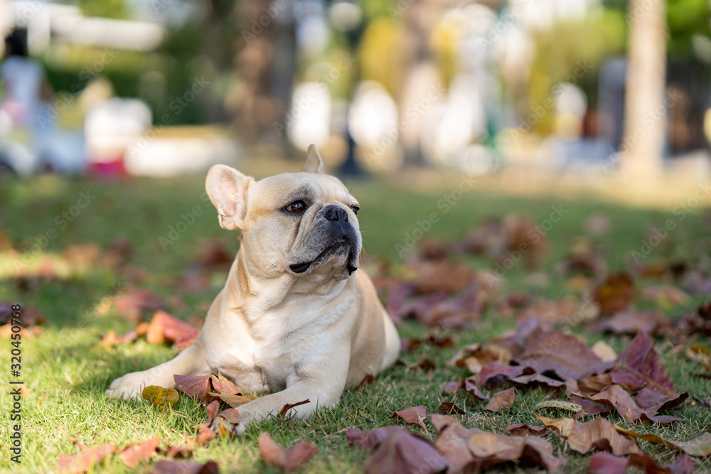 French Bulldog. Adult dog next to falling autumn leaves.