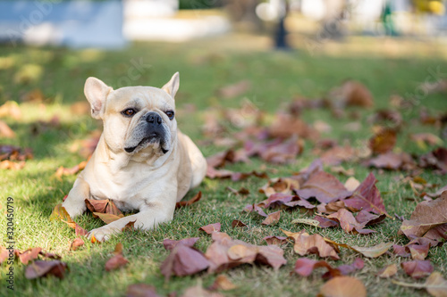 French Bulldog. Adult dog next to falling autumn leaves.