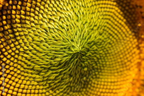 macro pattern flower of sunflower blossom blooming in morning