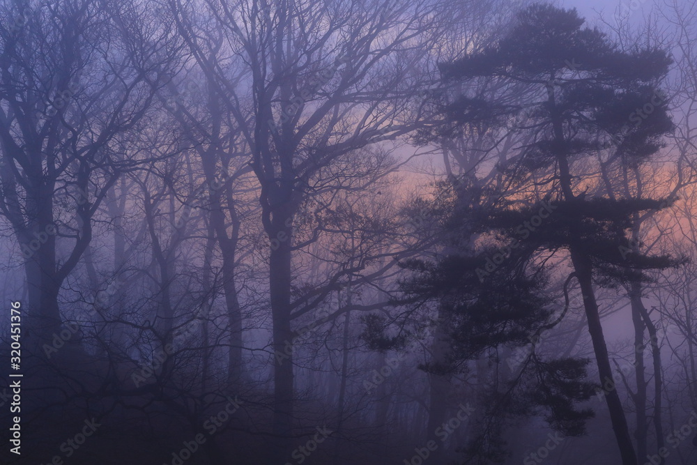 Fototapeta premium 岩手県 冬の朝焼け