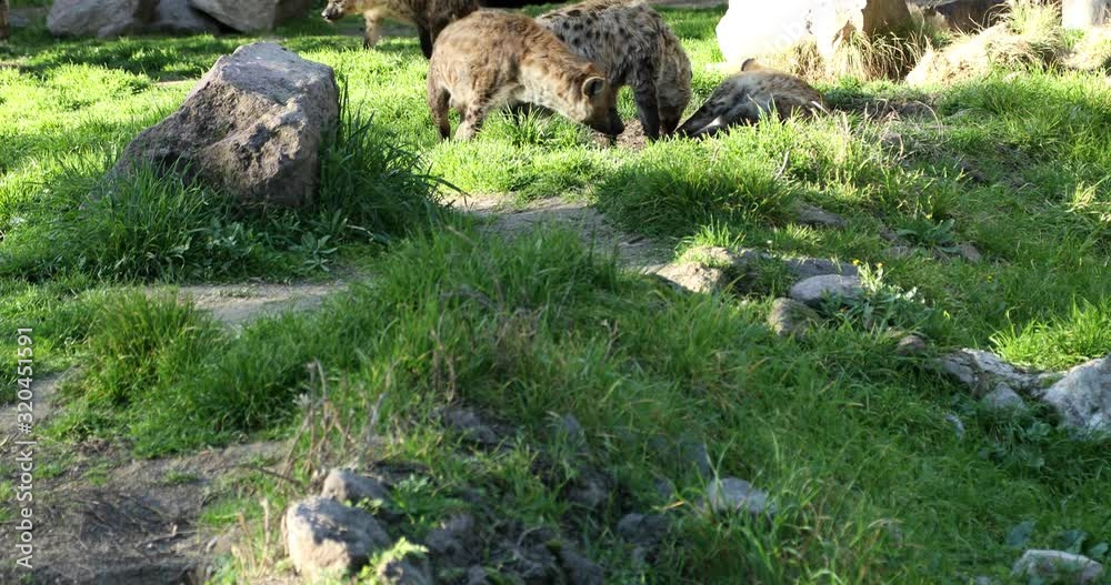 Crocuta crocuta Wild Spotted Laughing Hyena Family Crocuta crocuta Wild Spotted Laughing Hyena Family