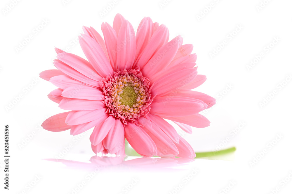 pink gerbera blooming in springtime, beautiful single flower isolated on white background pink gerbera blooming in springtime, beautiful single flower isolated on white background
