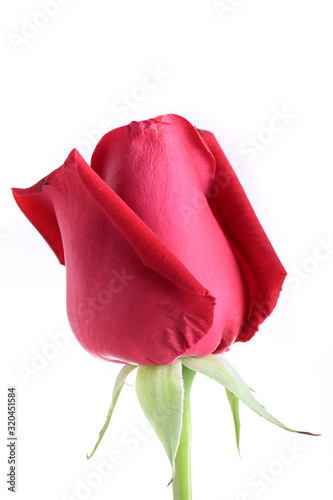 red rose flower isolated on white background