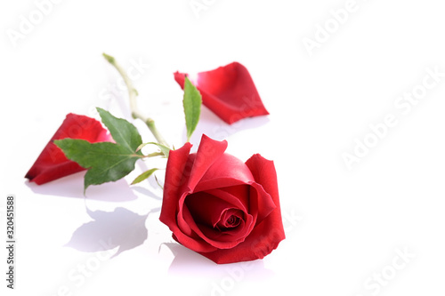 red rose flower isolated on white background