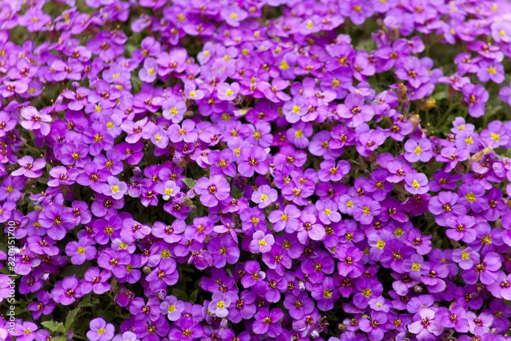Blaukissen  (Aubrieta), lila blüten staude für den Steingarten