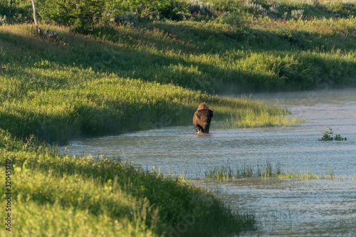 Bison Wades in Little Missouri River © kellyvandellen