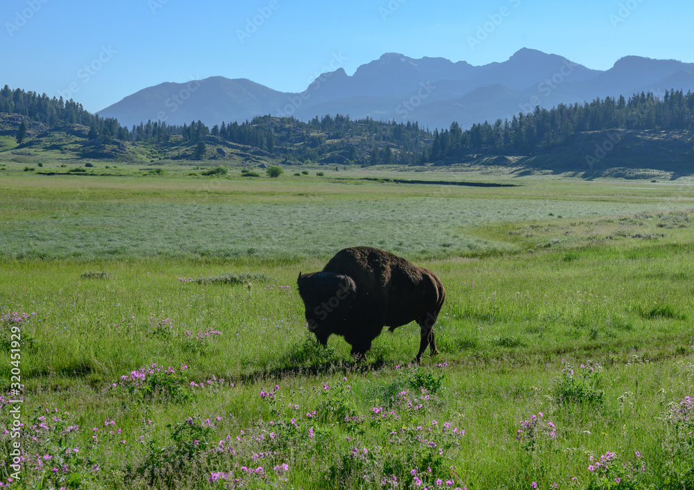 Bison Walks Along Dirt Trail in Open Field