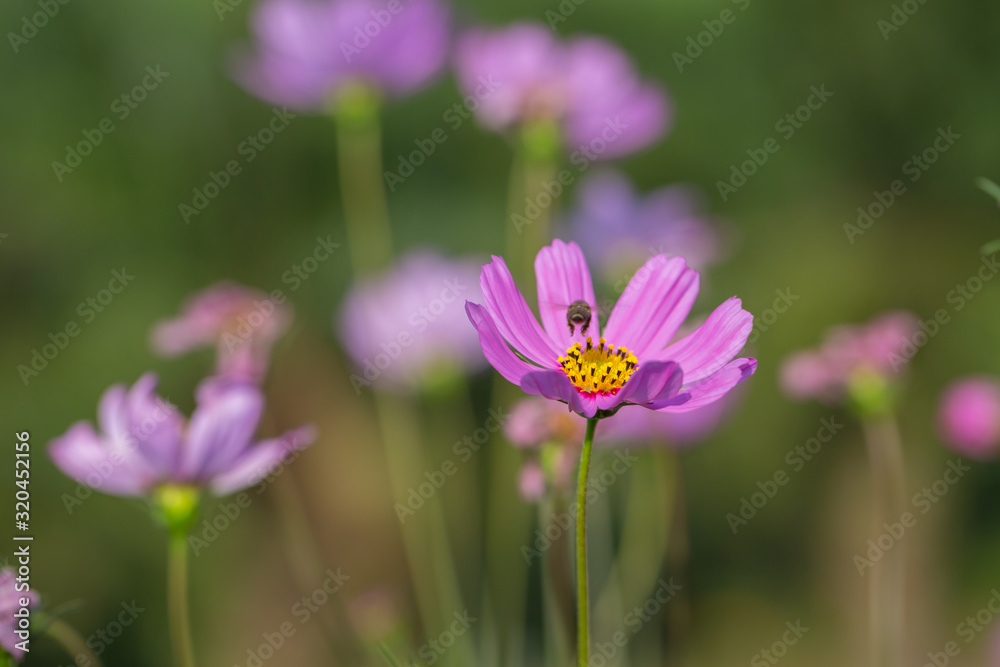 Colorful Pink and red cosmos flowers in the garden Colorful Pink and red cosmos flowers in the garden
