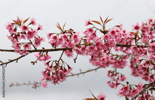 Closeup of lovely pink wild Himalayan cherry , Sakura flowers with sky background. Thailand. 