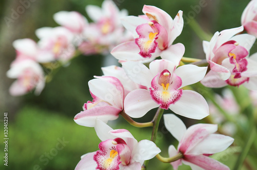 Fototapeta Naklejka Na Ścianę i Meble -  Closeup of lovely white rose pink Cattleya orchid flowers in the garden.