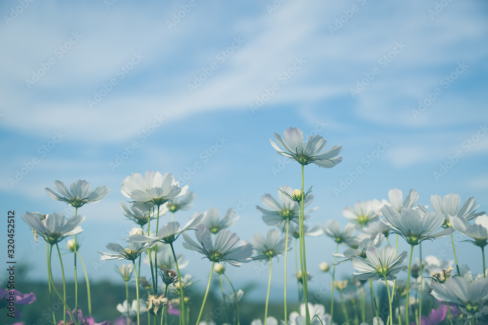 Obraz premium White cosmos flowers with blue sky vintage tone
