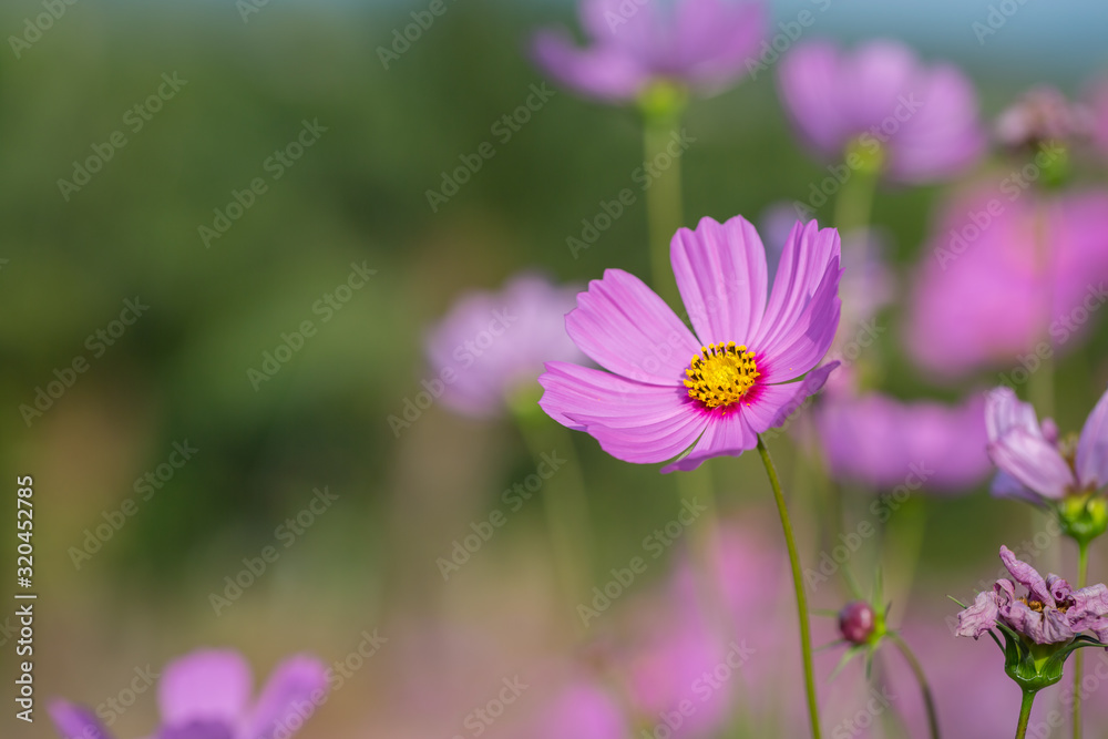 Colorful Pink and red cosmos flowers in the garden Colorful Pink and red cosmos flowers in the garden